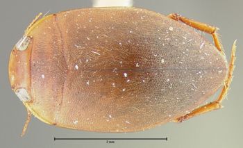 Media type: image;   Entomology 23936 Aspect: habitus dorsal view